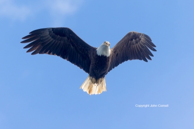 Bald-Eagle;Eagle;Haliaeetus-leucocephalus,-Bald-Eagle;British-Columbia;Canada;Ea